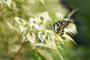 Papilio demoleus. Butterfly sitting on leafs. Green nature background