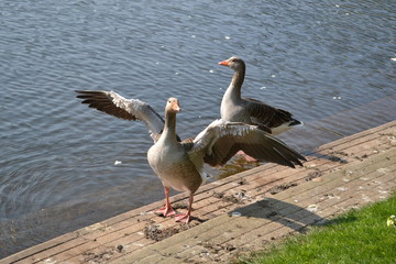 goose flapping its wings