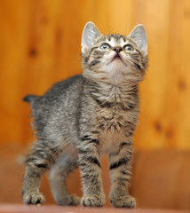 Striped kitten on a wooden background