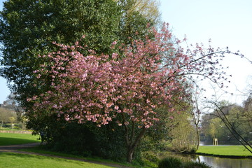 Naklejka premium blossom tree