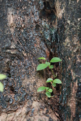 Small green trees growing from dirty cracking area ground. Life renewal new generation born reborn...