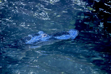 Fototapeta premium Aligator