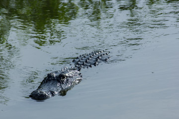 Aligator