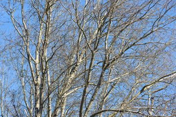 Background of bare trees against a blue sky in early spring