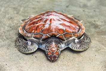 Fototapeta premium loggerhead the loggerhead sea turtle rests on the water's edge on the sand on the seashore