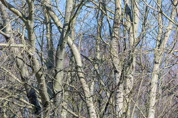 Background of bare trees against a blue sky in early spring