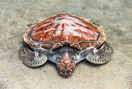 loggerhead the loggerhead sea turtle rests on the water's edge on the sand on the seashore