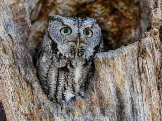 Eastern Screech Owl , Gray Morph