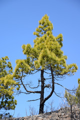 Kanarische Kiefer auf La Palma