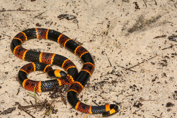 Eastern Coral Snake