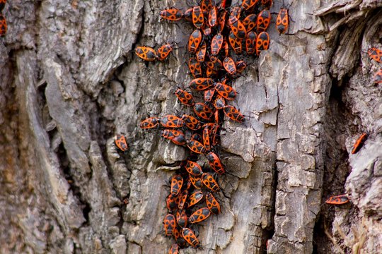 Red bugs on tree