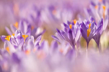 Foto op Plexiglas Krokussen Prachtig gekleurde krokusbloemen