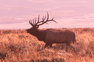 Naklejka na ściany i meble Bull Elk Bugling at Sunrise