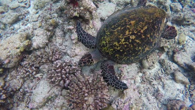 eine Schildkröte schwimmt durch ein Riff auf den Malediven