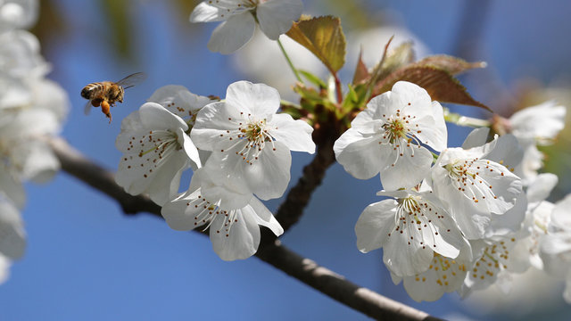 White apple tree flowers with pollen carrying honeybee in flight against blue sky