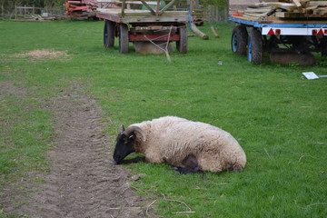 sheep 