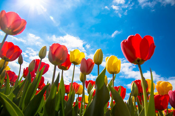 Champ de tulipes. Tulipes multicolores