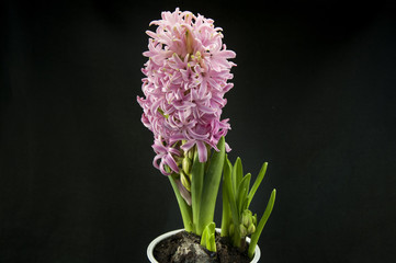 Obraz premium The pink Hyacinth