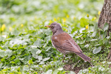 Fieldfare (turdus pilaris) on the ground with spring tree bed gathering nesting material.