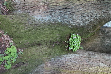 Bunch of flowers on old tree trunk in forrest near Kačín, Bratislava, Slovakia