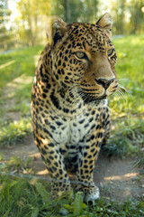 Fototapeta na wymiar Leopard in jungle