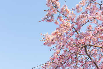Cherry blossom - Kyoto Japan - Kawabata street