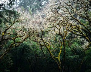 Trees Reach for the Light