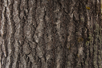Aspen bark
