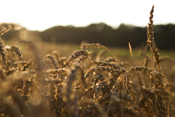 Kornfeld