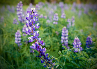 Selective focus on one lupinus plant bearing purple flowers in a field with other blooming lupens against green background, in California, USA, in the beginning of the spring.