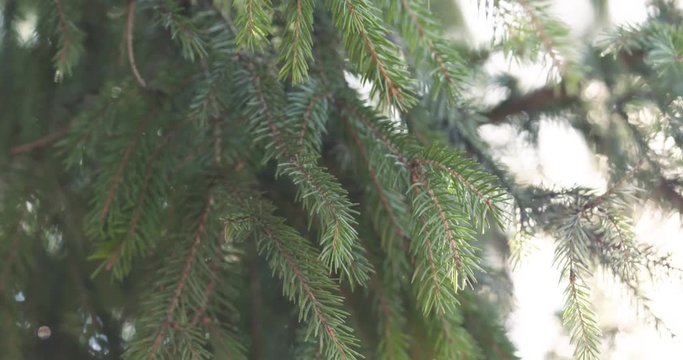 Slow motion closeup shot of green fir sways on wind in spring sunny morning with light leaks, 4k 60fps prores footage