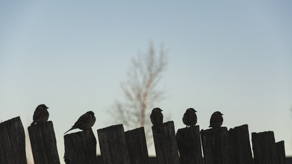 Five sparrows sit on a fence