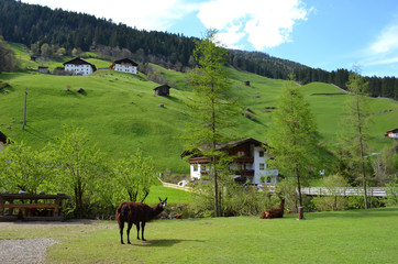 Austria, Tirol, Stubai,lama