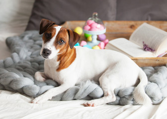 photo of dog, stand with marshmallows, branch of lavender and book on the board on the bed