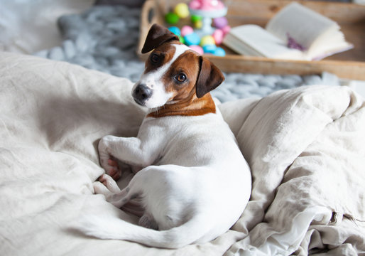 photo of dog, stand with marshmallows, branch of lavender and book on the board on the bed