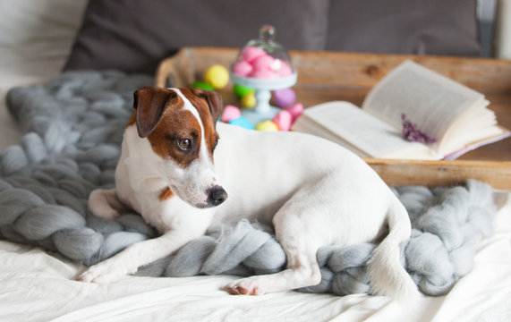 photo of dog, stand with marshmallows, branch of lavender and book on the board on the bed