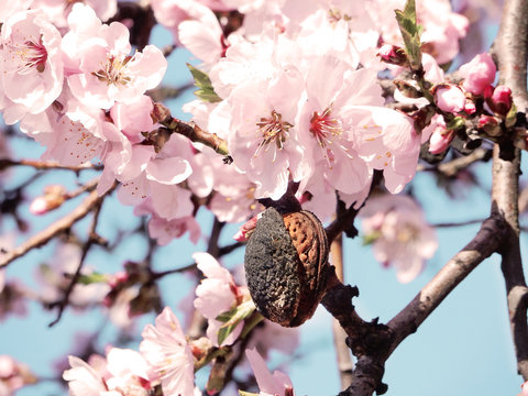 Almond tree