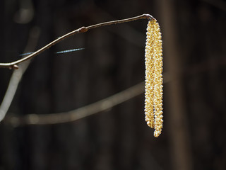 Naklejka premium Willow seal macro bright at the dark background