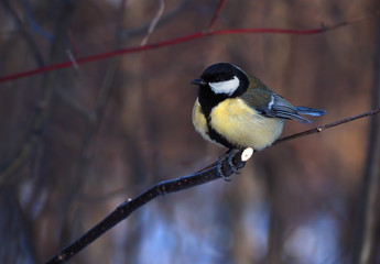 Tit sitting at the branch at the forest