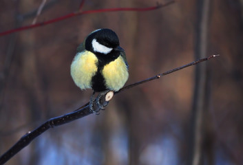 Tit sitting at the branch at the forest