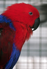 Red parrot close-up