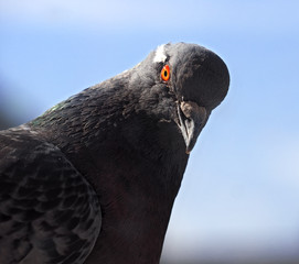 Dove close up with brigt eye at blue sky background