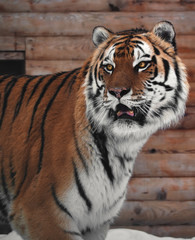 Tiger at the snow looking back close - up
