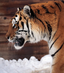 Tiger's profile close up