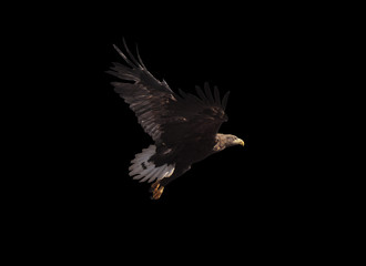 Eagle brown with white tail flying isolated at black