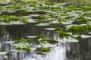 Florida Wet Lands With Blooming Water Lillies