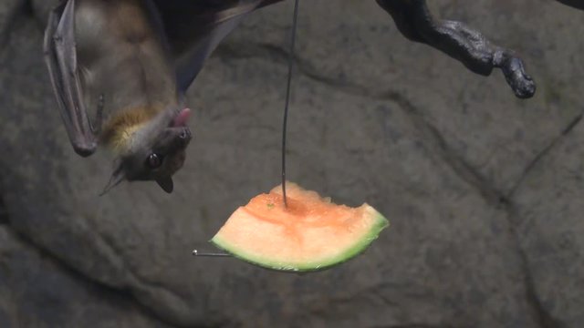 Fruits bat hanging upside down eating cantaloupe.