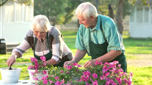 Couple of old gardeners. People transplanting flowers. Grow petunias from cuttings.