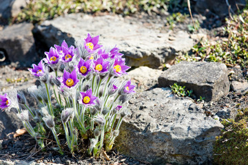 Obraz premium photo of beautiful purple blooming flowers with wonderful petals near stones