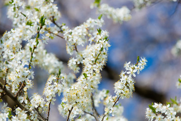 photo of beautiful blooming Myrtaseae  tree